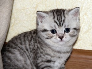 Серебристый полосатый табби окрас британских кошек: фото галерея, стандарт породы, виды окрасов. Серебристые полосатые табби британские кошки, коты, котята. Британцы серебристые полосатые табби. 